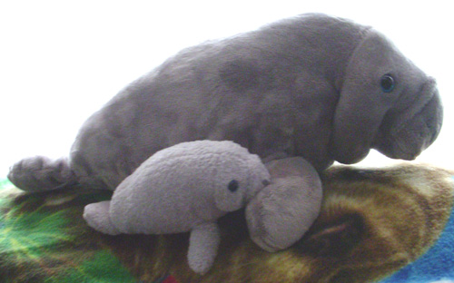 manatee_mom_baby